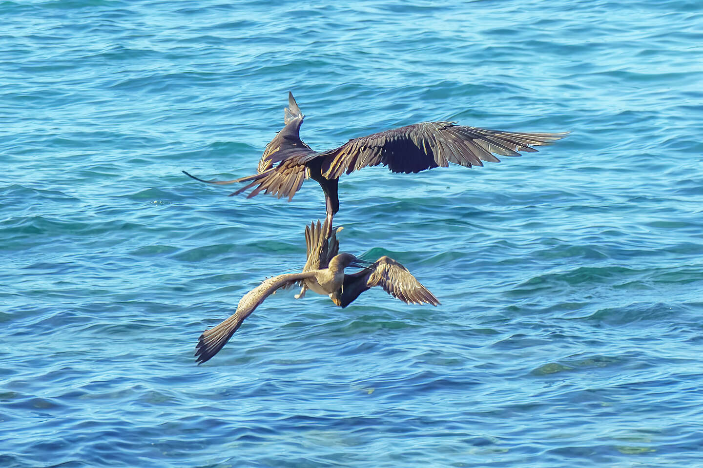 Frigatebird stealing food from a booby mid-air