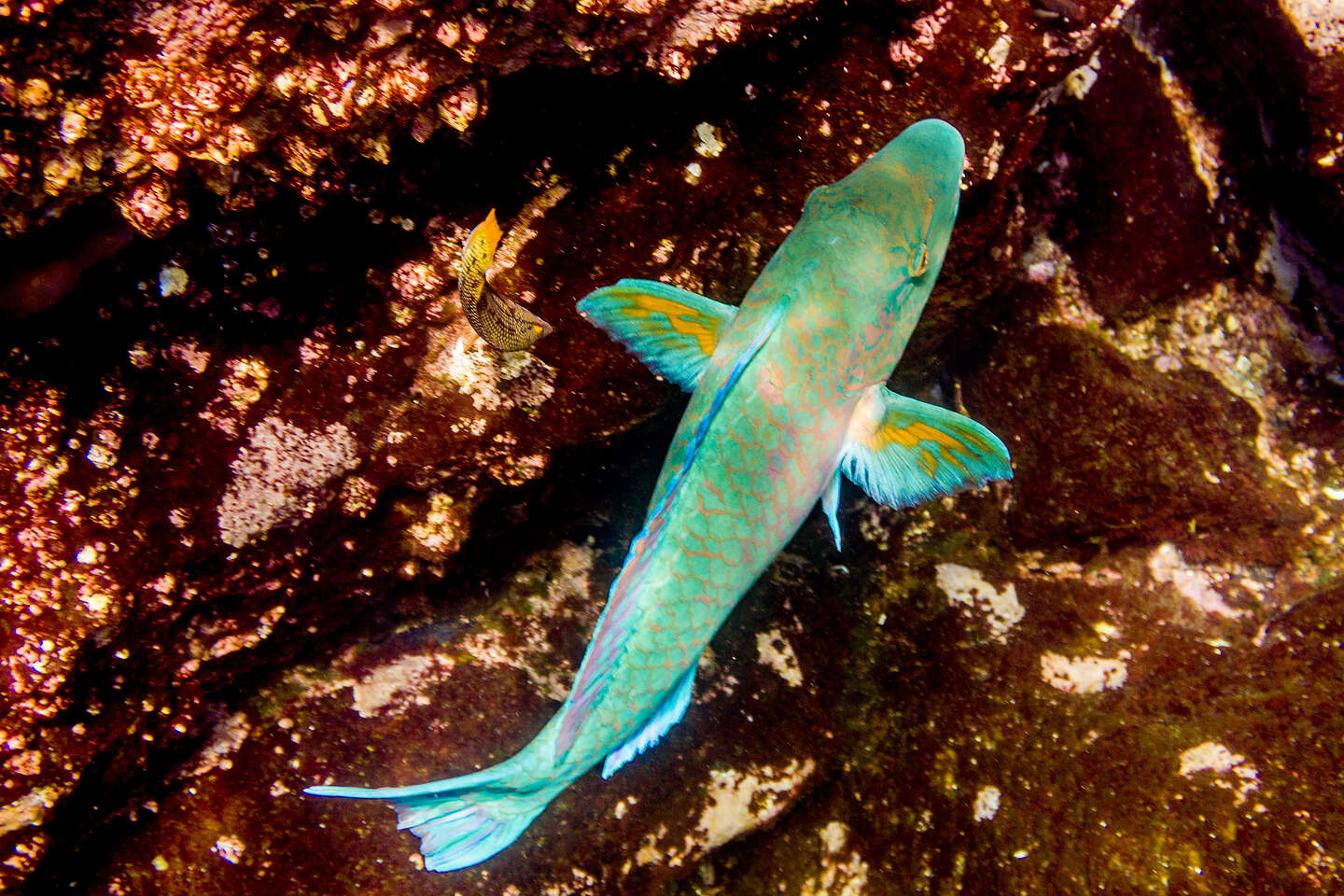 Rainbow Parrotfish Rainbow Parrotfish