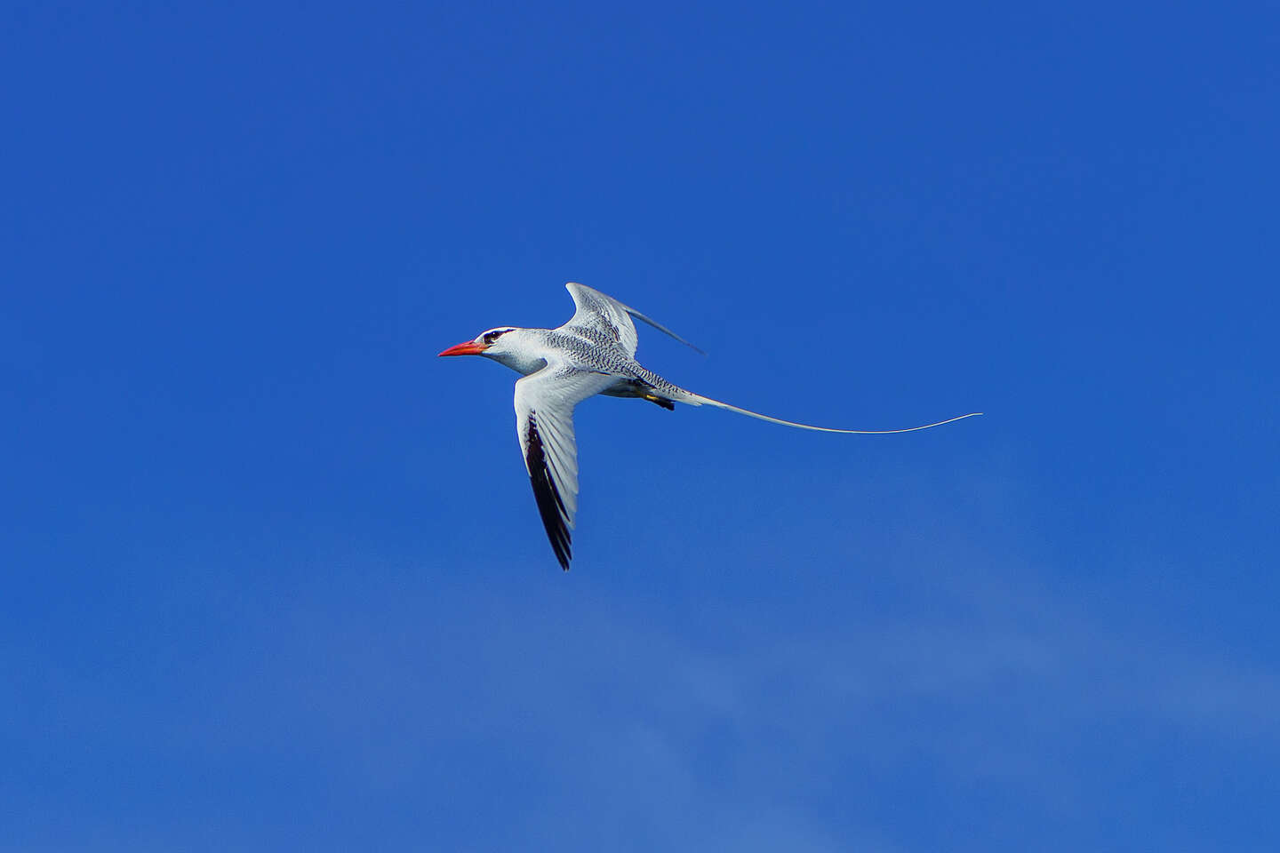 Red-billed tropicbird in flight Red-billed tropicbird in flight