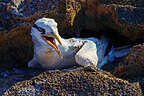 Fuzzy baby chick emerging from its nest