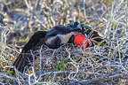 Cuddling Magnificent Frigatebirds