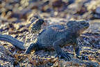 Marine Iguana giving a Vampire Finch a piggy back ride