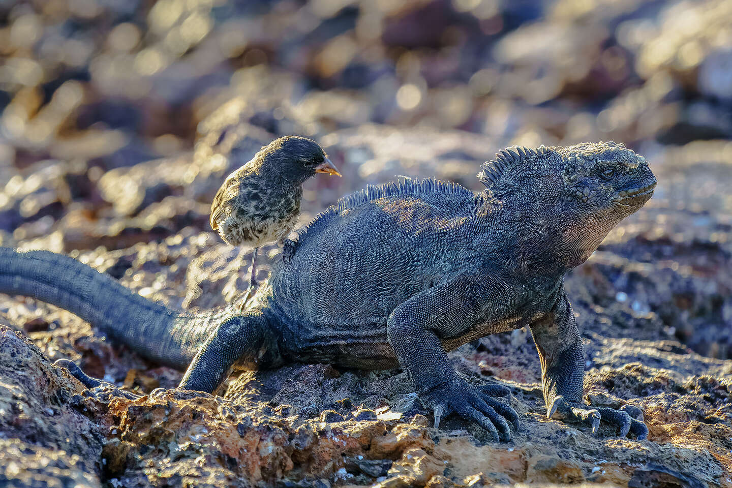 Marine Iguana giving a Vampire Finch a piggy back ride Marine Iguana giving a Vampire Finch a piggy back ride
