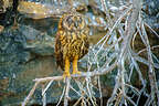 Galapagos short-eared owl