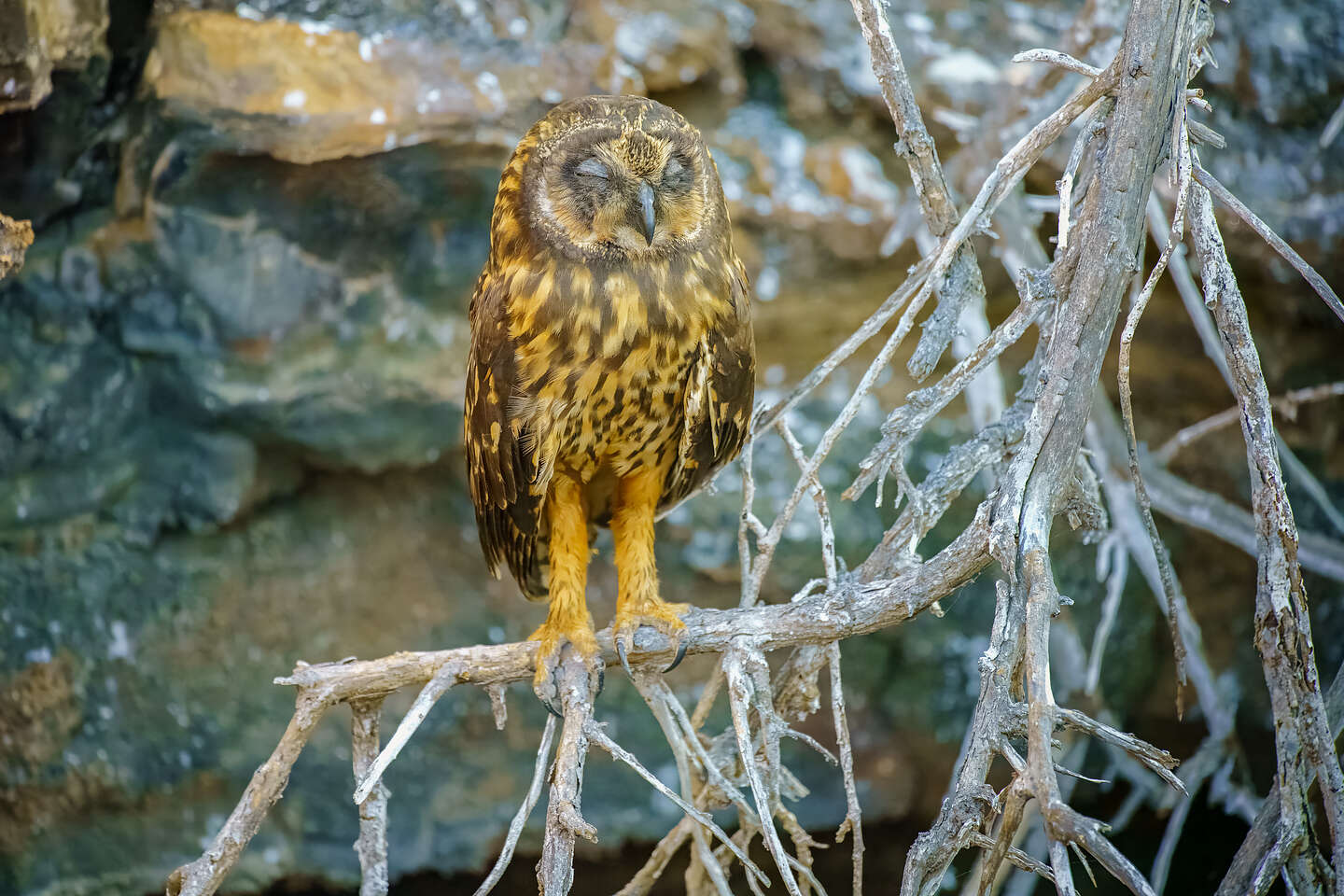 Galapagos short-eared owl Galapagos short-eared owl