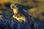 Marine Iguana greeting the sun