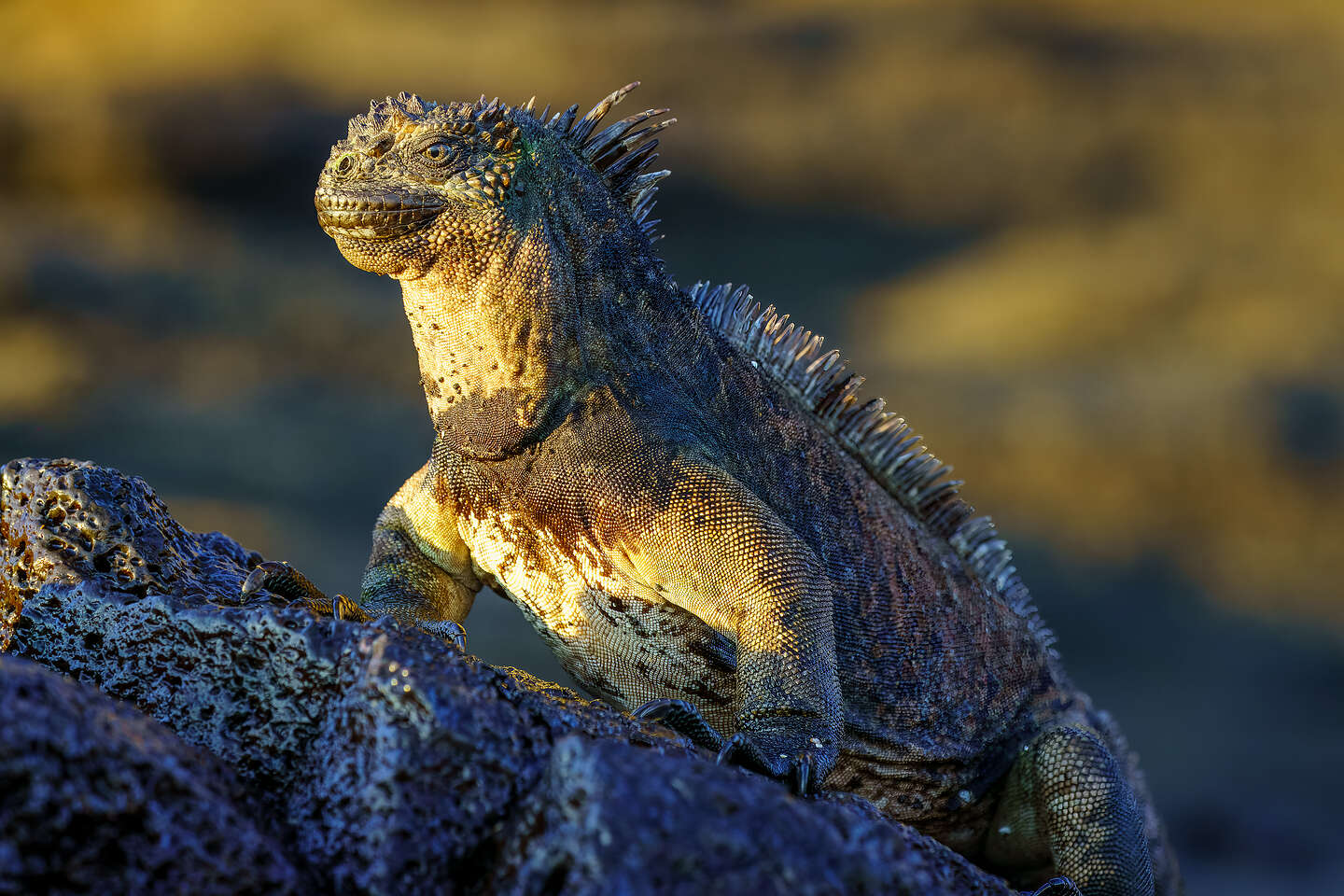 Marine Iguana greeting the sun