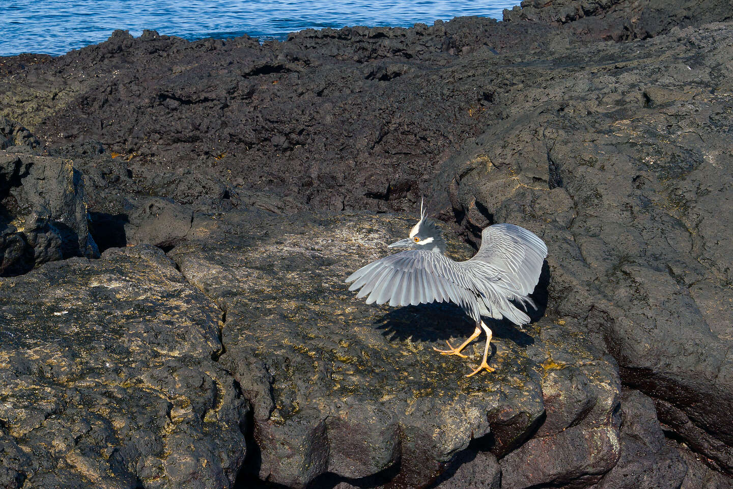 Yellow-crowned night heron