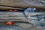 Marine iguanas and Sally Lightfoots