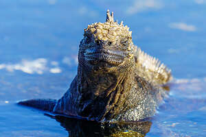 Prehistoric-looking  marine iguana