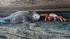 Feisty Sally Lightfoot poking a Marine Iguana