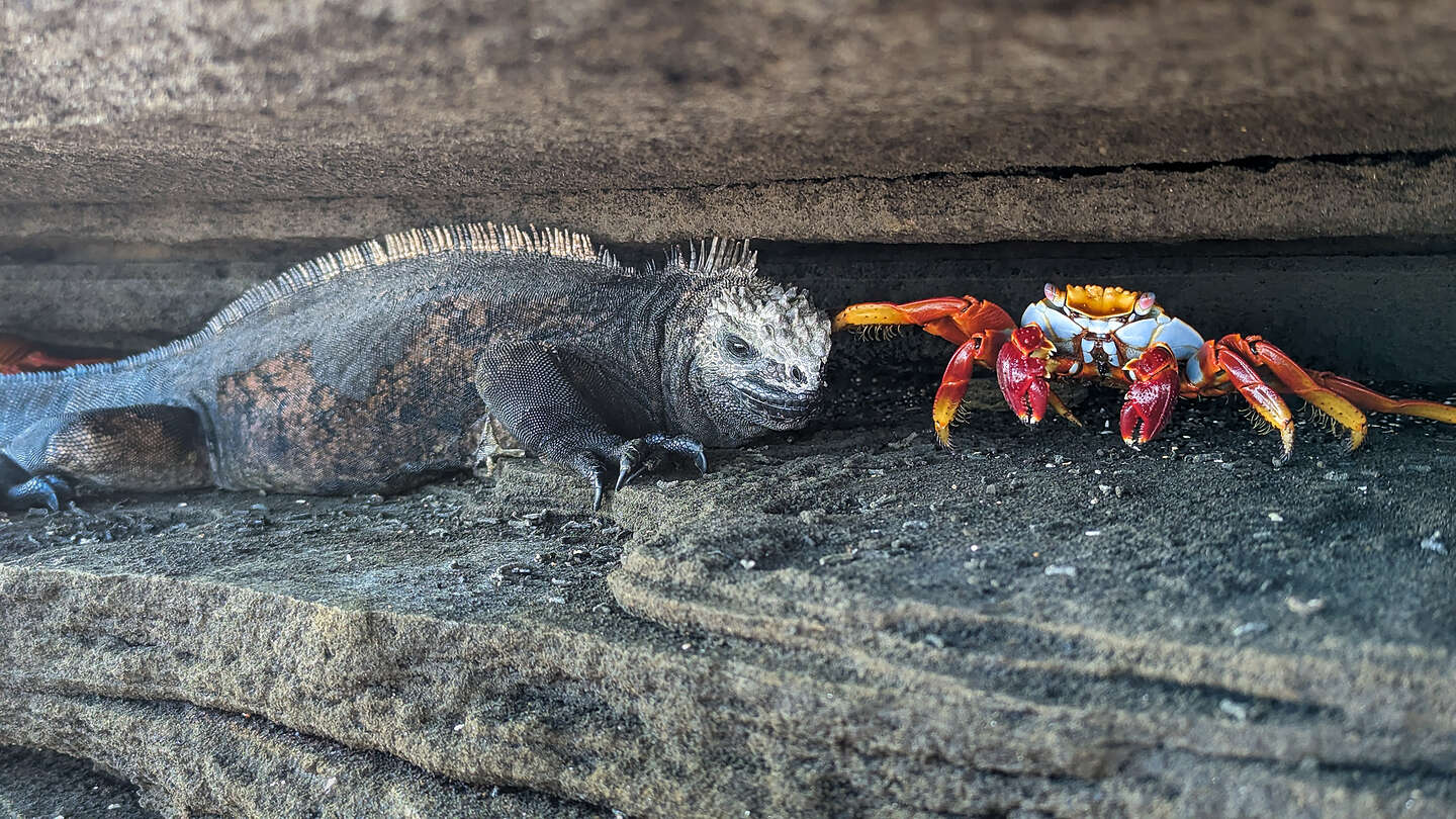 Feisty Sally Lightfoot poking a Marine Iguana