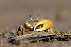 Fiddler Crab