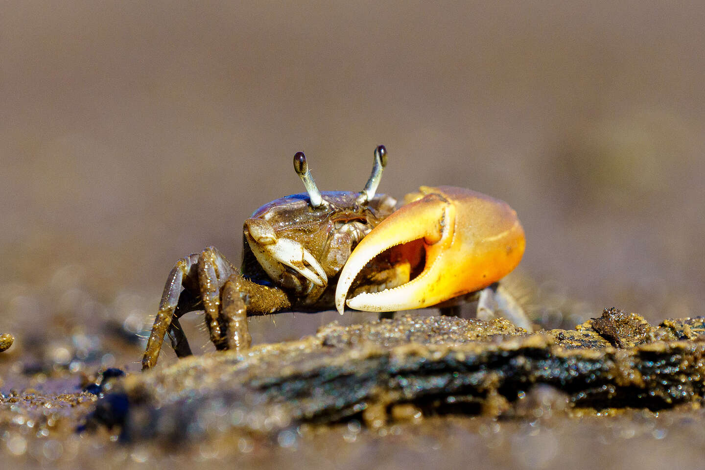 Fiddler Crab Fiddler Crab