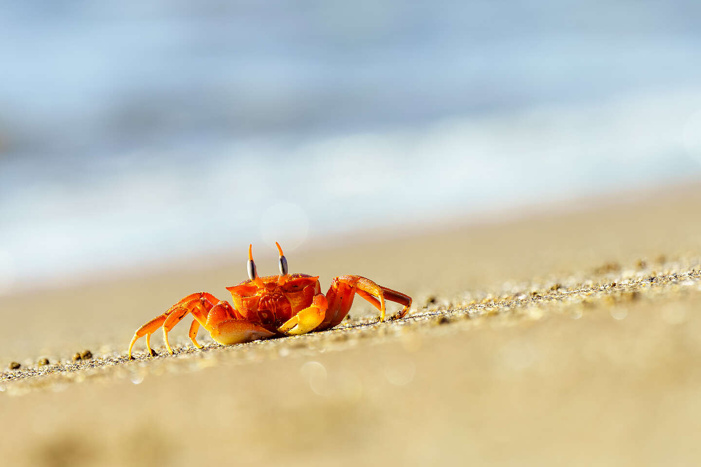 Ghost Crab Ghost Crab