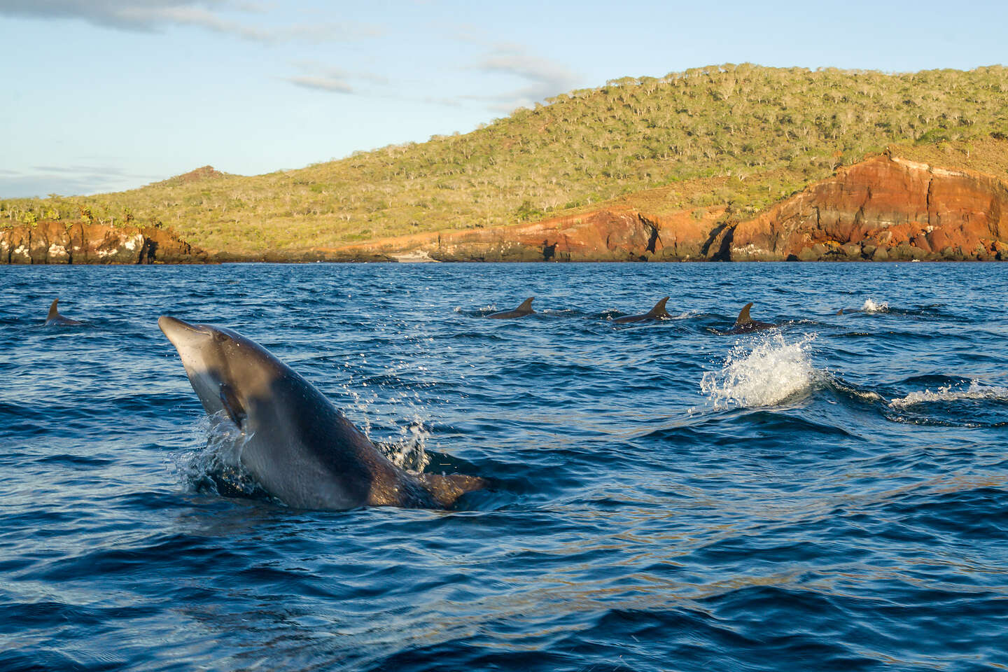 Our dolphin escorts Our dolphin escorts