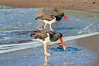 Pair of Oyster Catchers