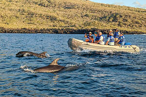 Dolphins joining us on our panga ride