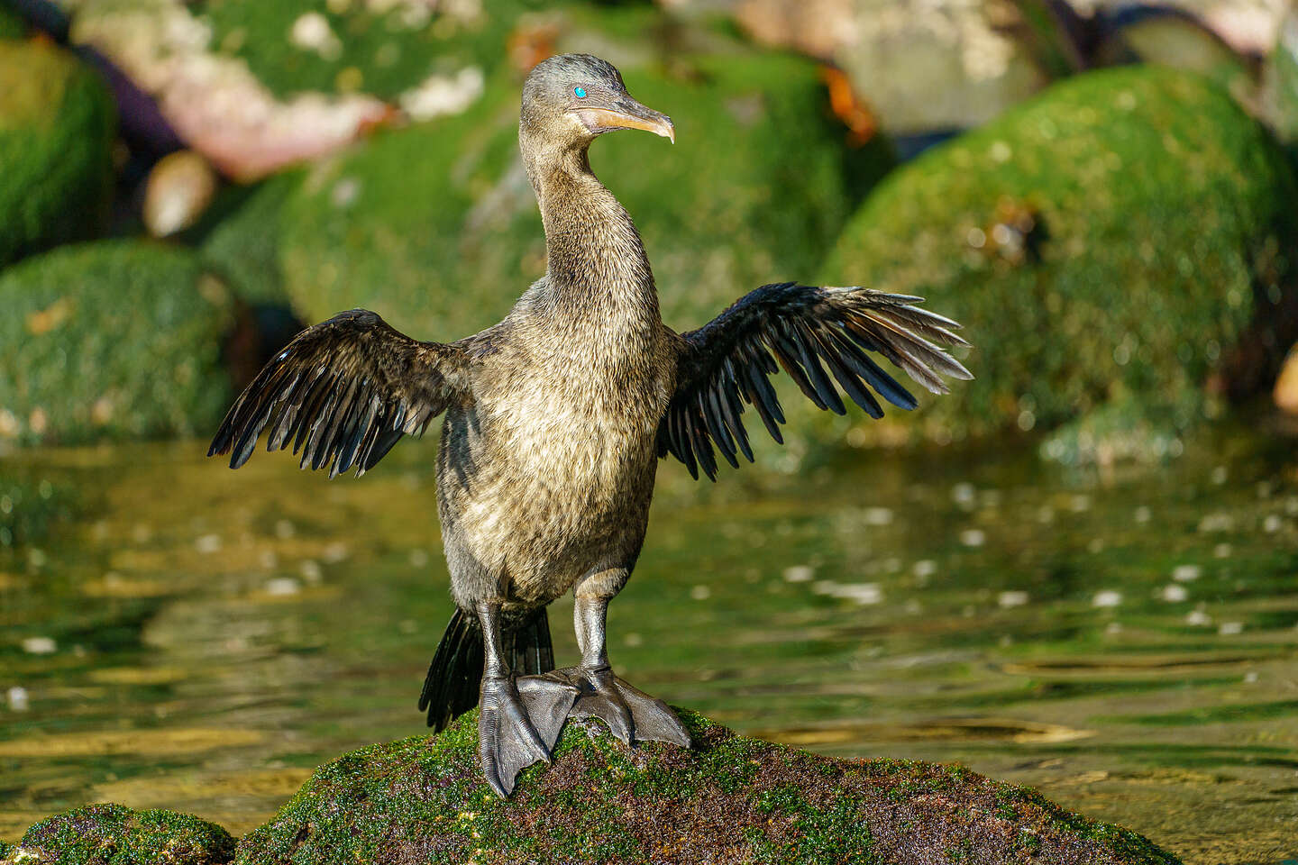 Flightless cormorant drying his wings Flightless cormorant drying his wings