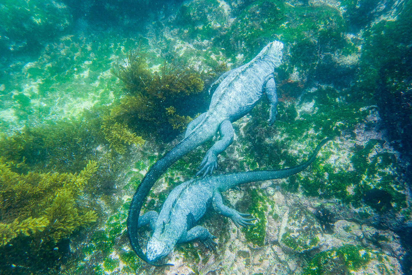 Snorkeling with marine iguanas Snorkeling with marine iguanas