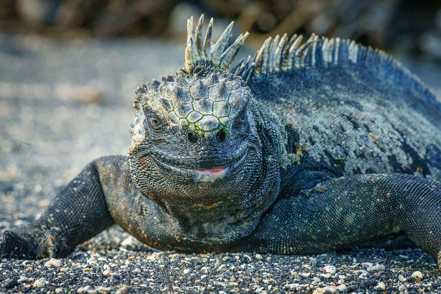 Scary marine iguana Scary marine iguana