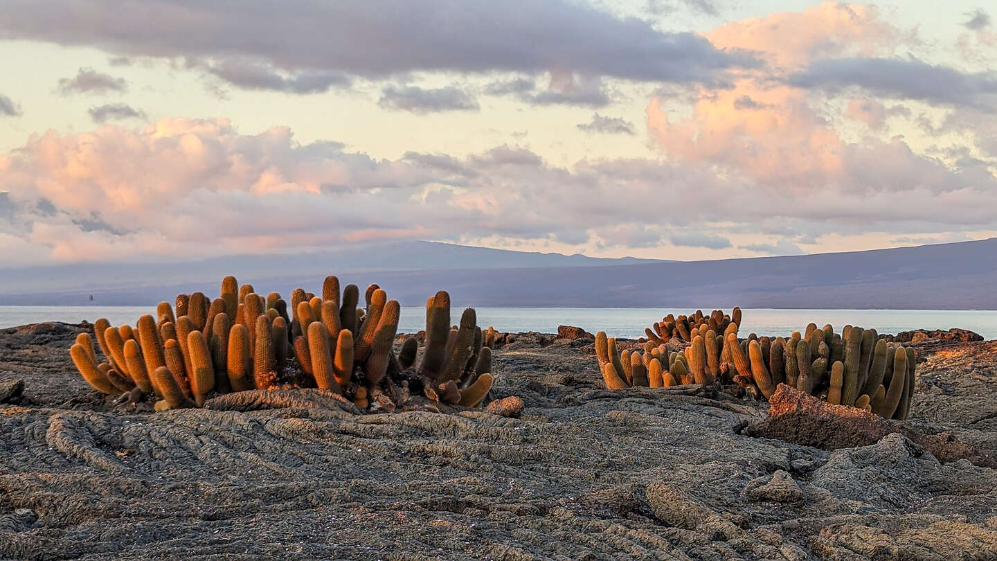 Lava cactus