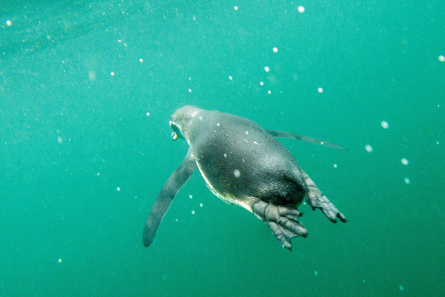 Snorkeling with the penguins Snorkeling with the penguins