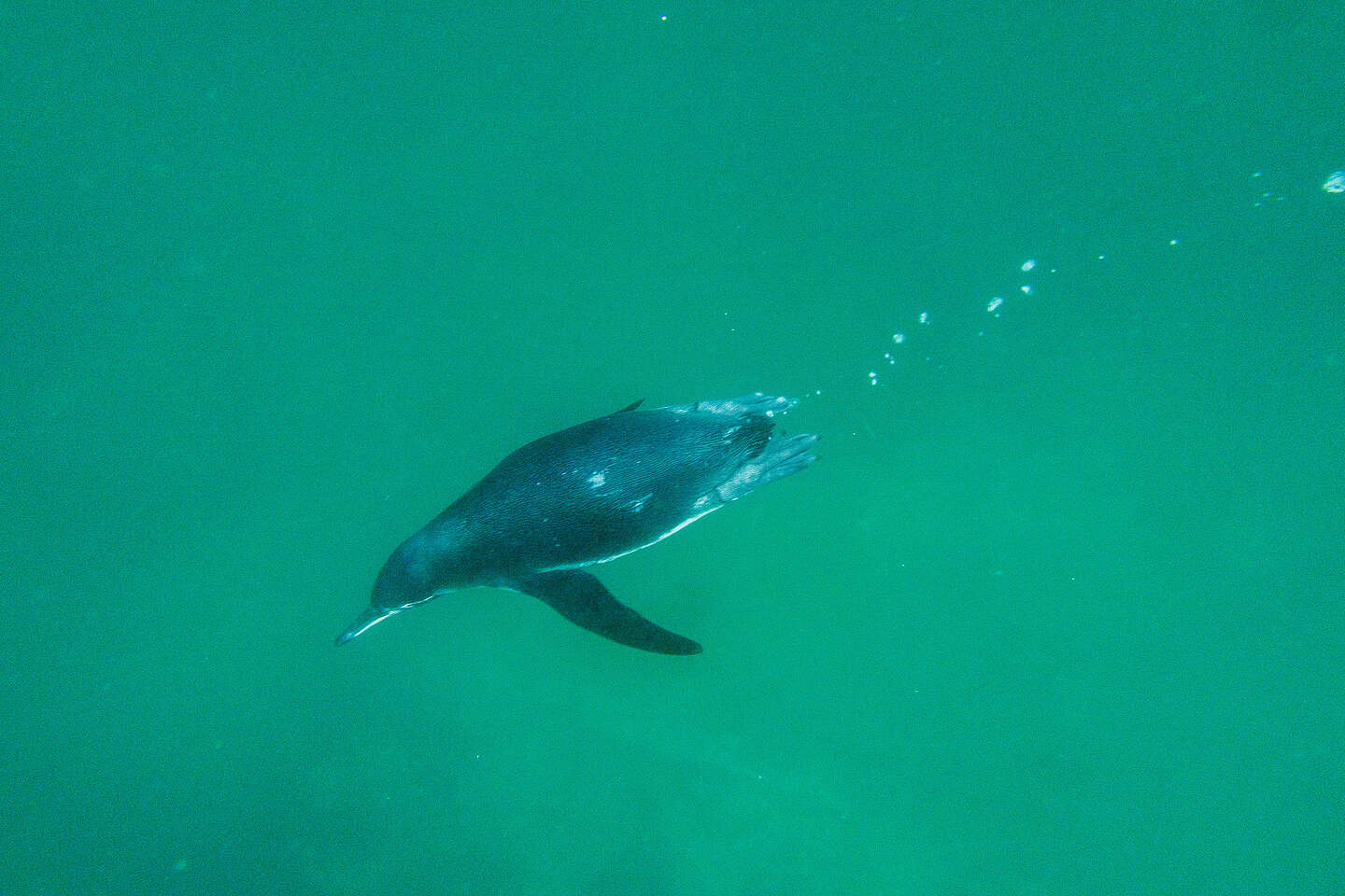 Snorkeling with the penguins Snorkeling with the penguins