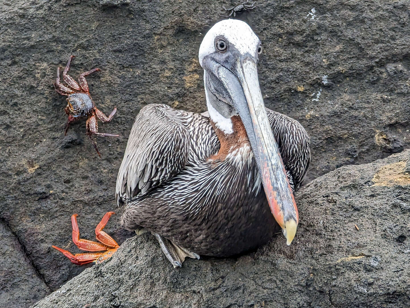 Serious looking pelican Serious looking pelican