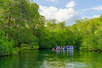 Exploring the mangroves