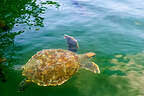 Galapagos Sea Turtle