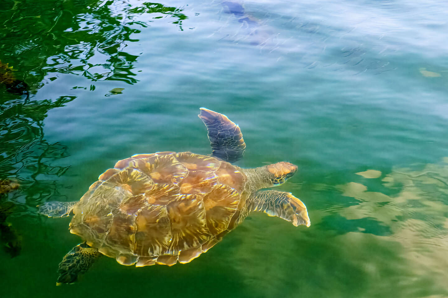 Galapagos Sea Turtle Galapagos Sea Turtle