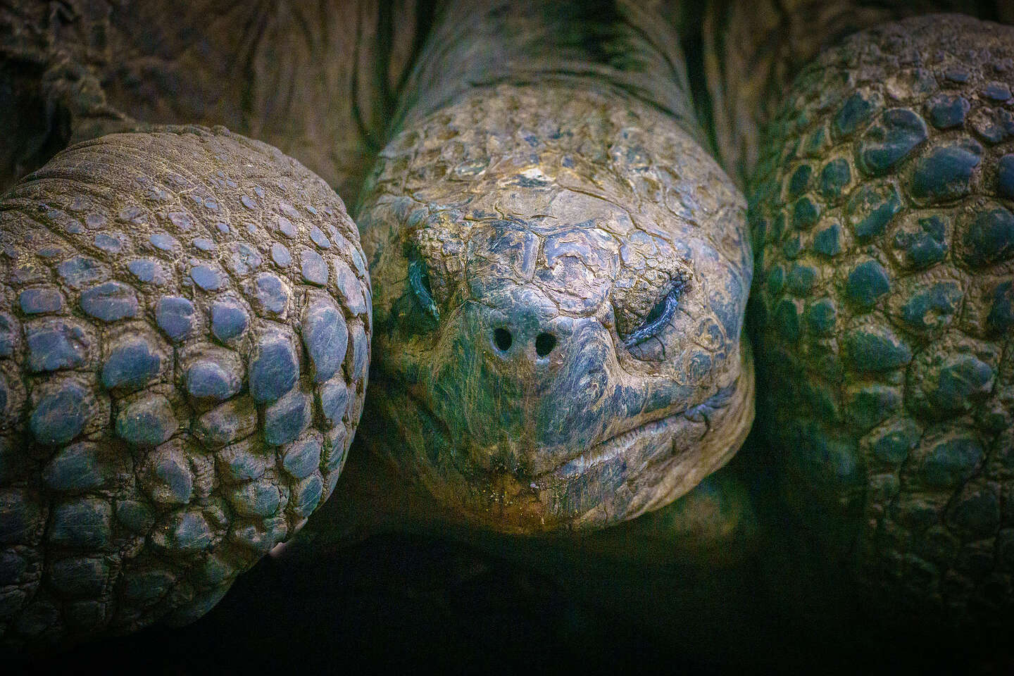 Galapagos Giant Tortoise Galapagos Giant Tortoise