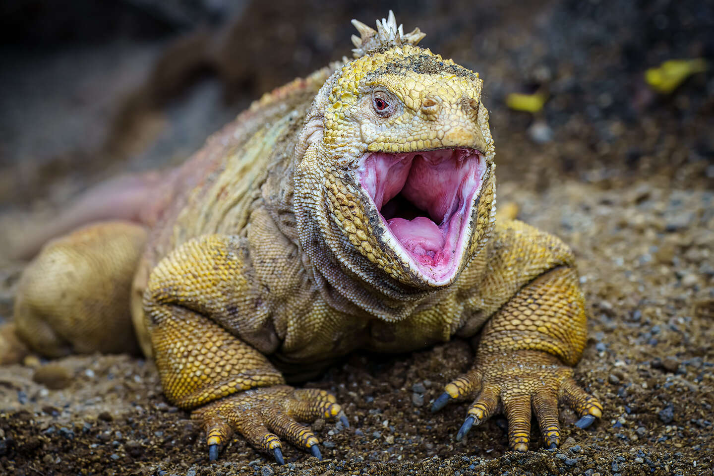 Land Iguana being a bit defensive Land Iguana being a bit defensive