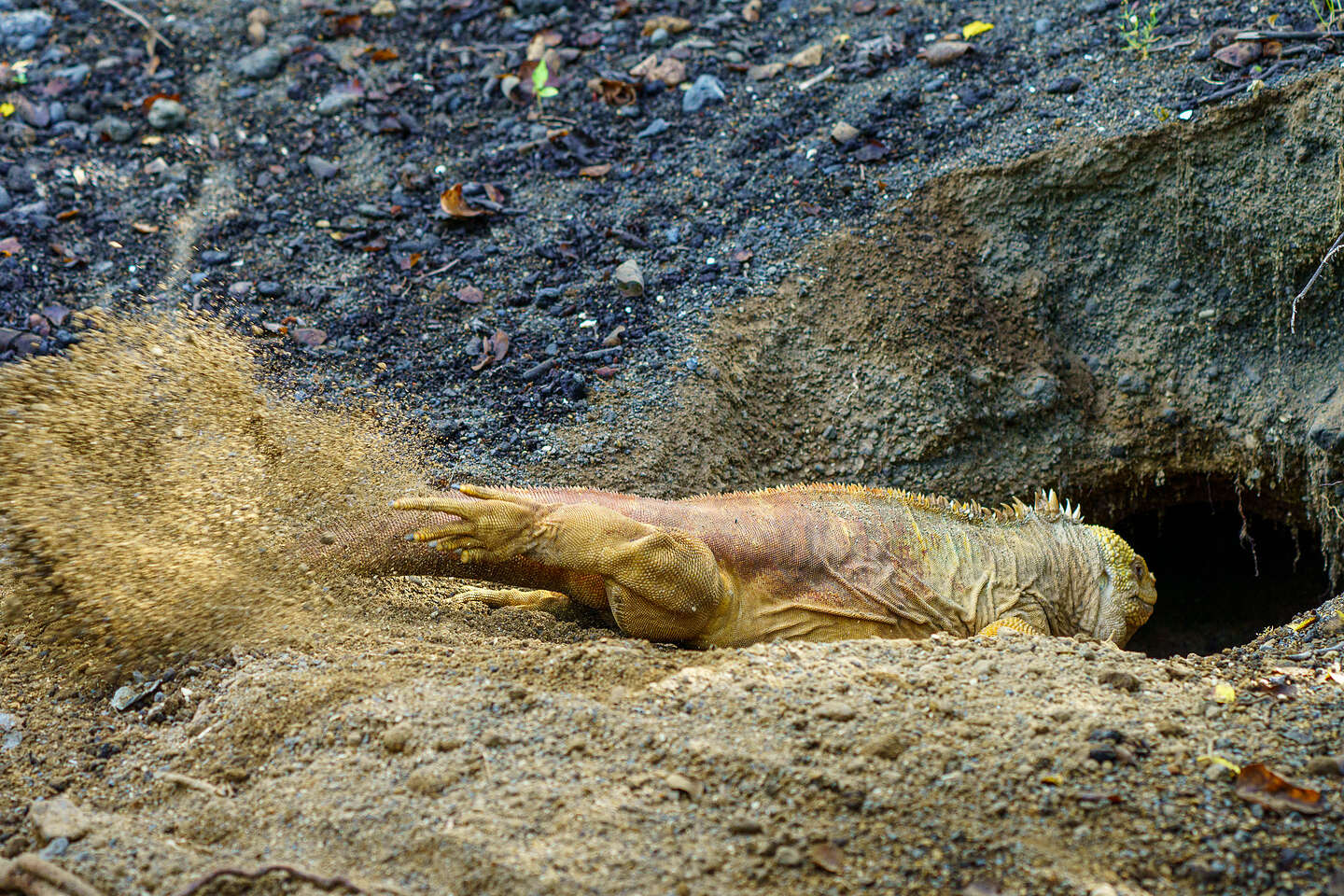 Land Iguana digging his burrow Land Iguana digging his burrow