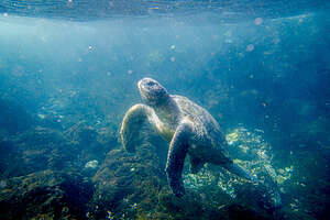 Snorkeling with the sea turtles