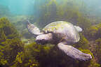 Galapagos Sea Turtle