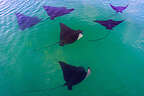 Spotted Eagle Rays