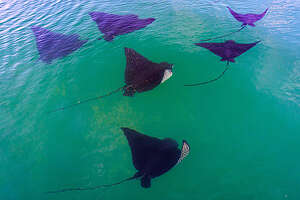 Spotted Eagle Rays