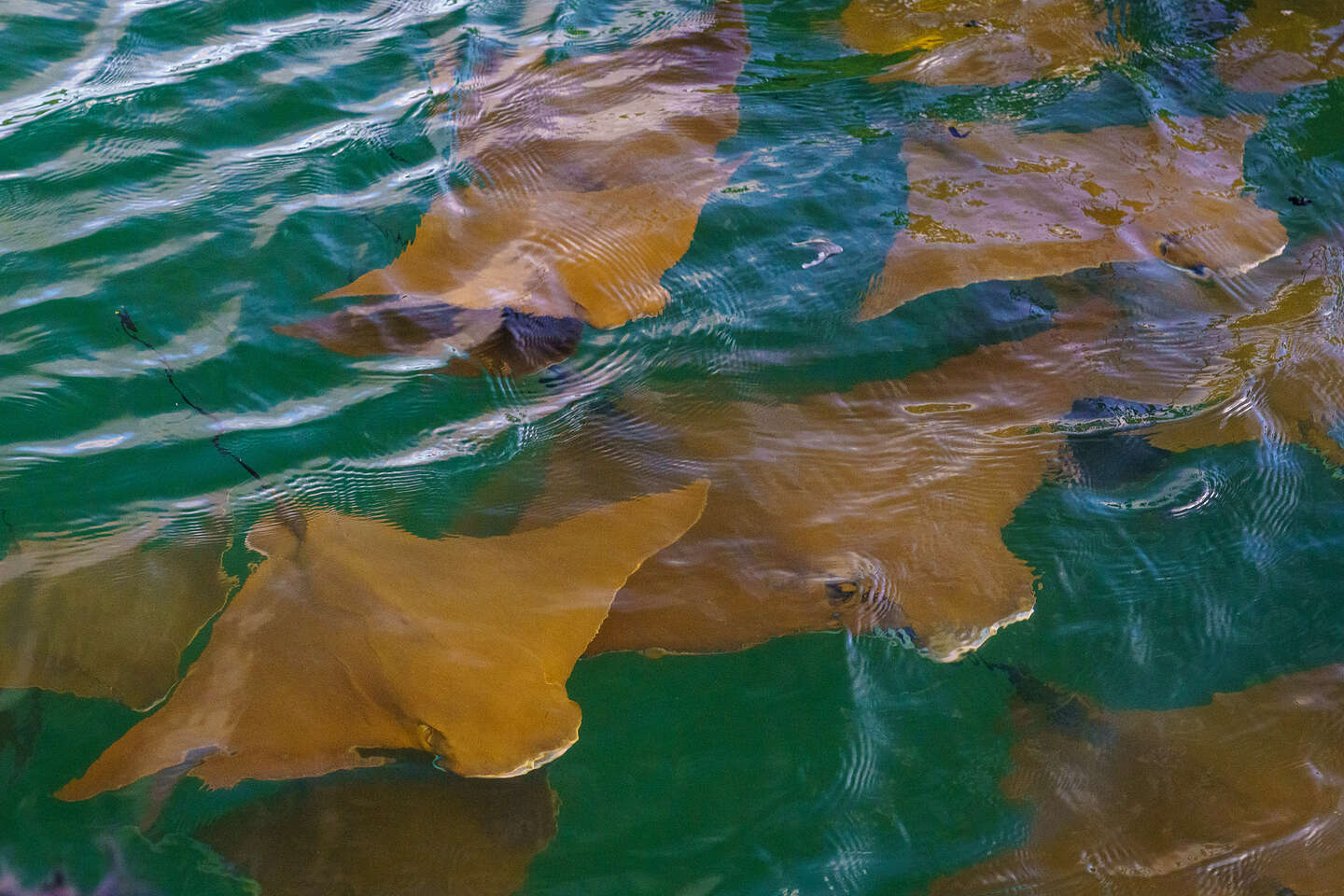 Cow-Nosed Rays Cow-Nosed Rays