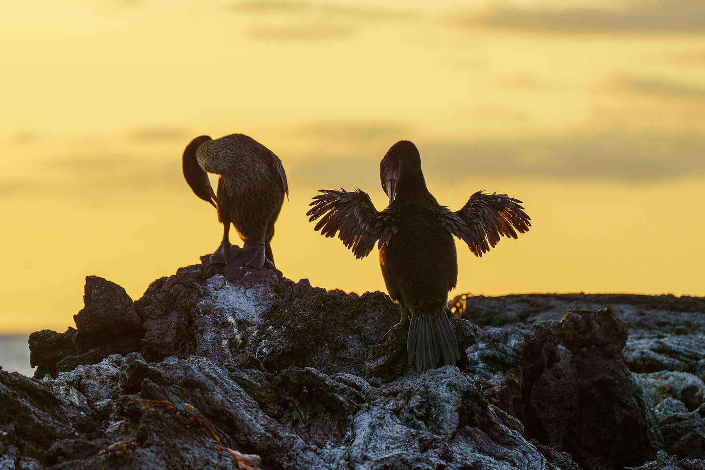 Flightless cormorant drying his wings