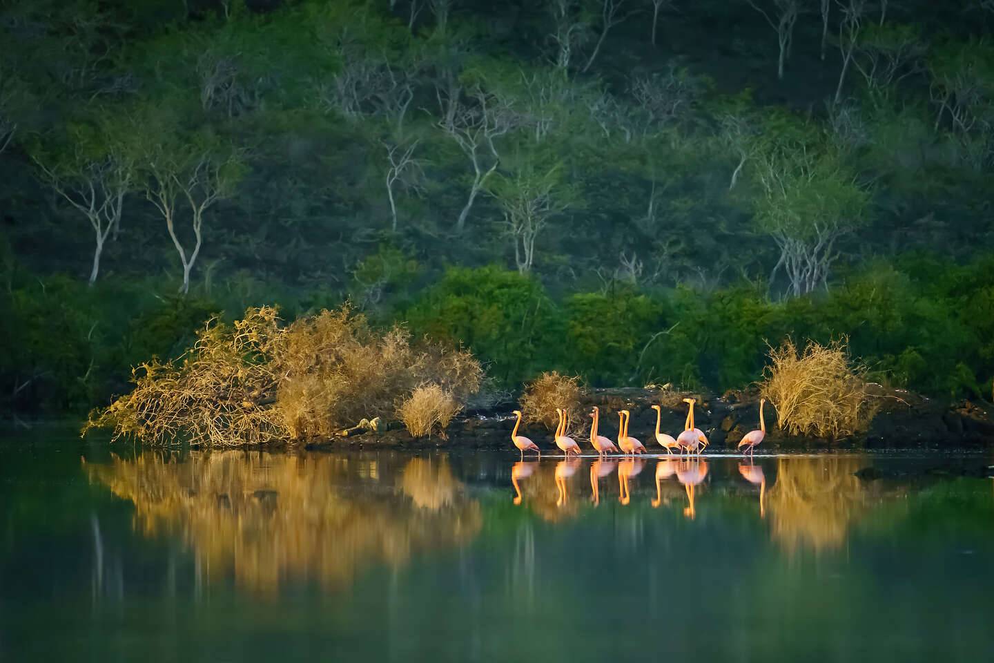 Morning sun lights up the flamingos Morning sun lights up the flamingos