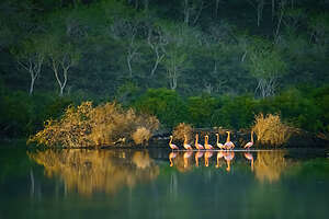 Morning sun lights up the flamingos