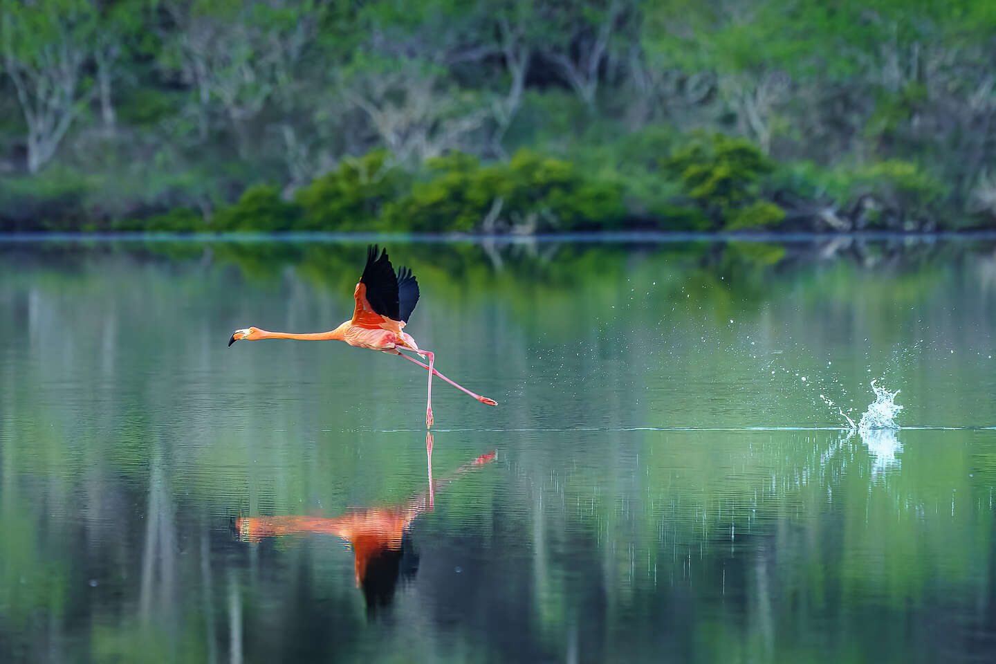 Flamingo running across the surface