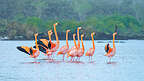 Synchronized courtship dance