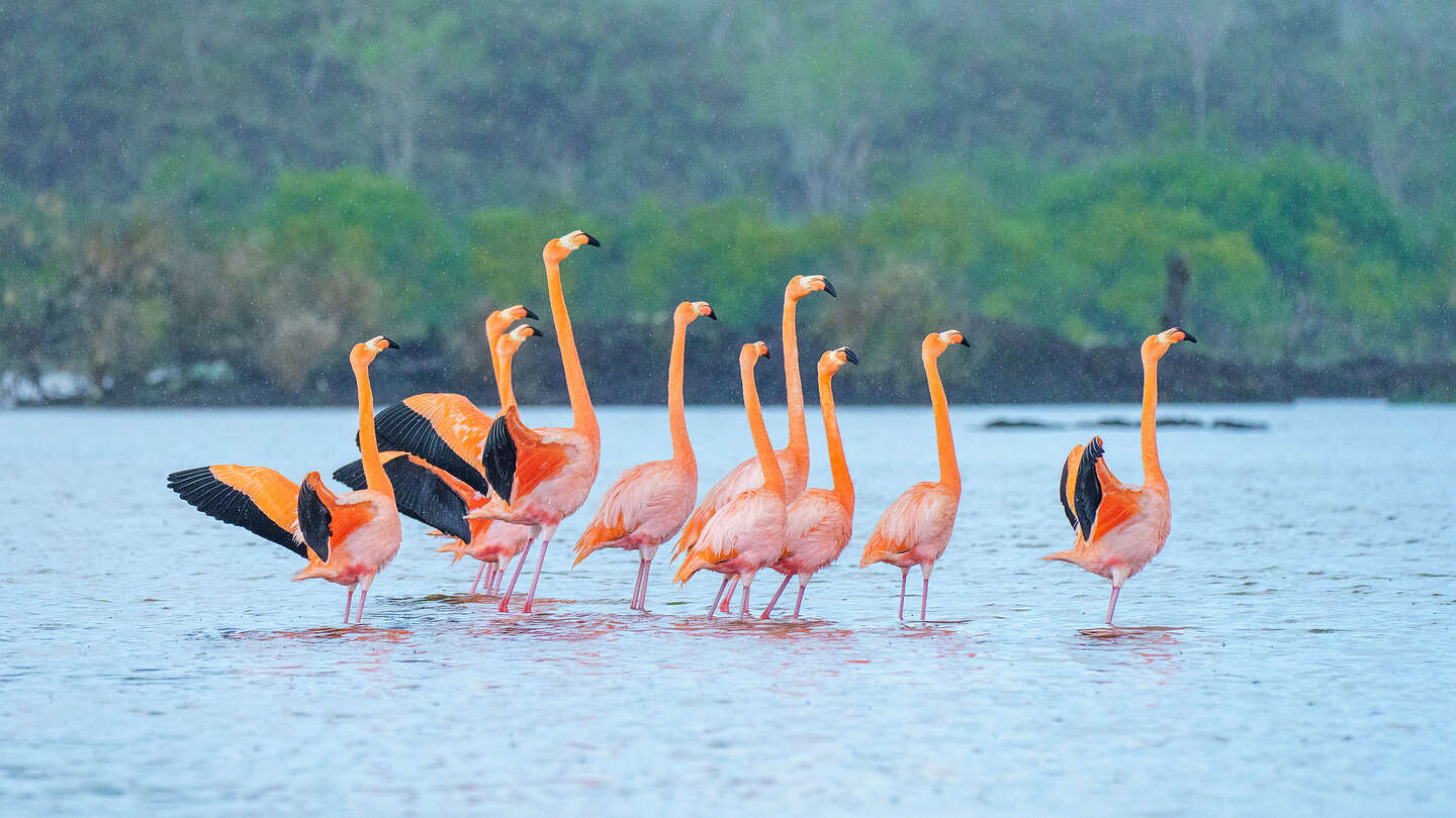 Synchronized courtship dance