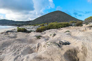 Sea Turtle nests