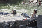 Sea Lions and a lava heron