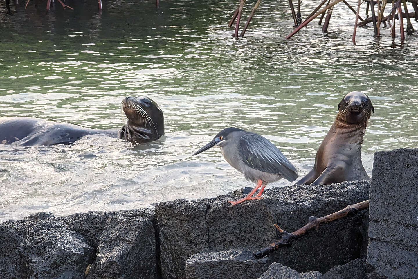 Sea Lions and a lava heron Sea Lions and a lava heron