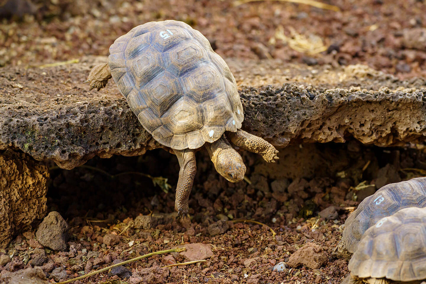 Hatchling being raised at the center Hatchling being raised at the center